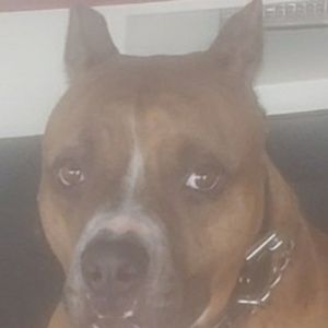 Meet your Posher, Alexander